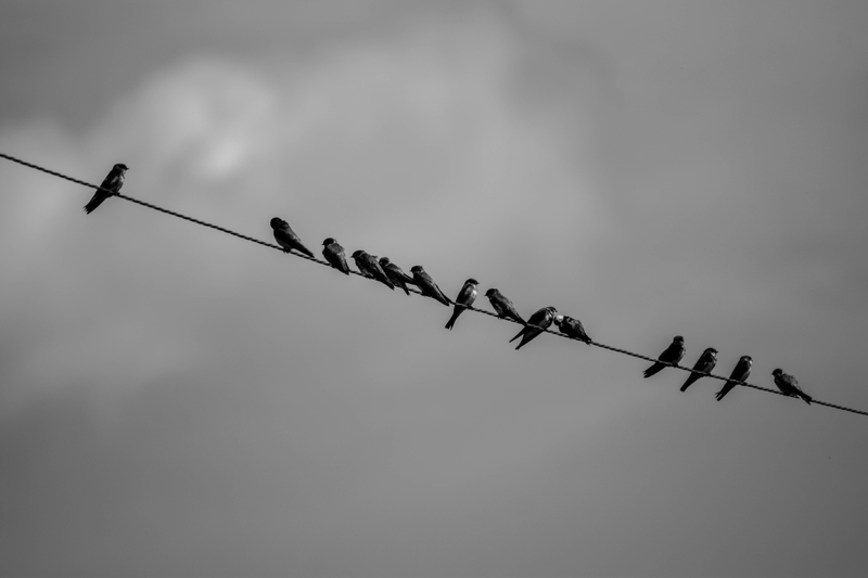 Illustration for article titled Photo Mission Gallery: Black and White